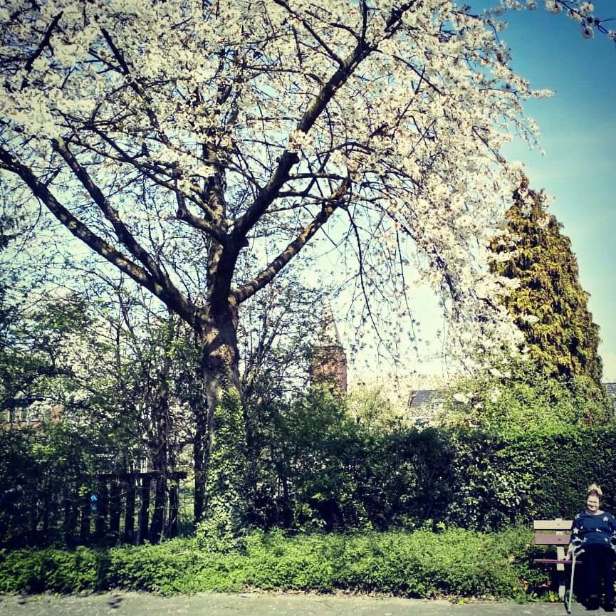 Bloesem!