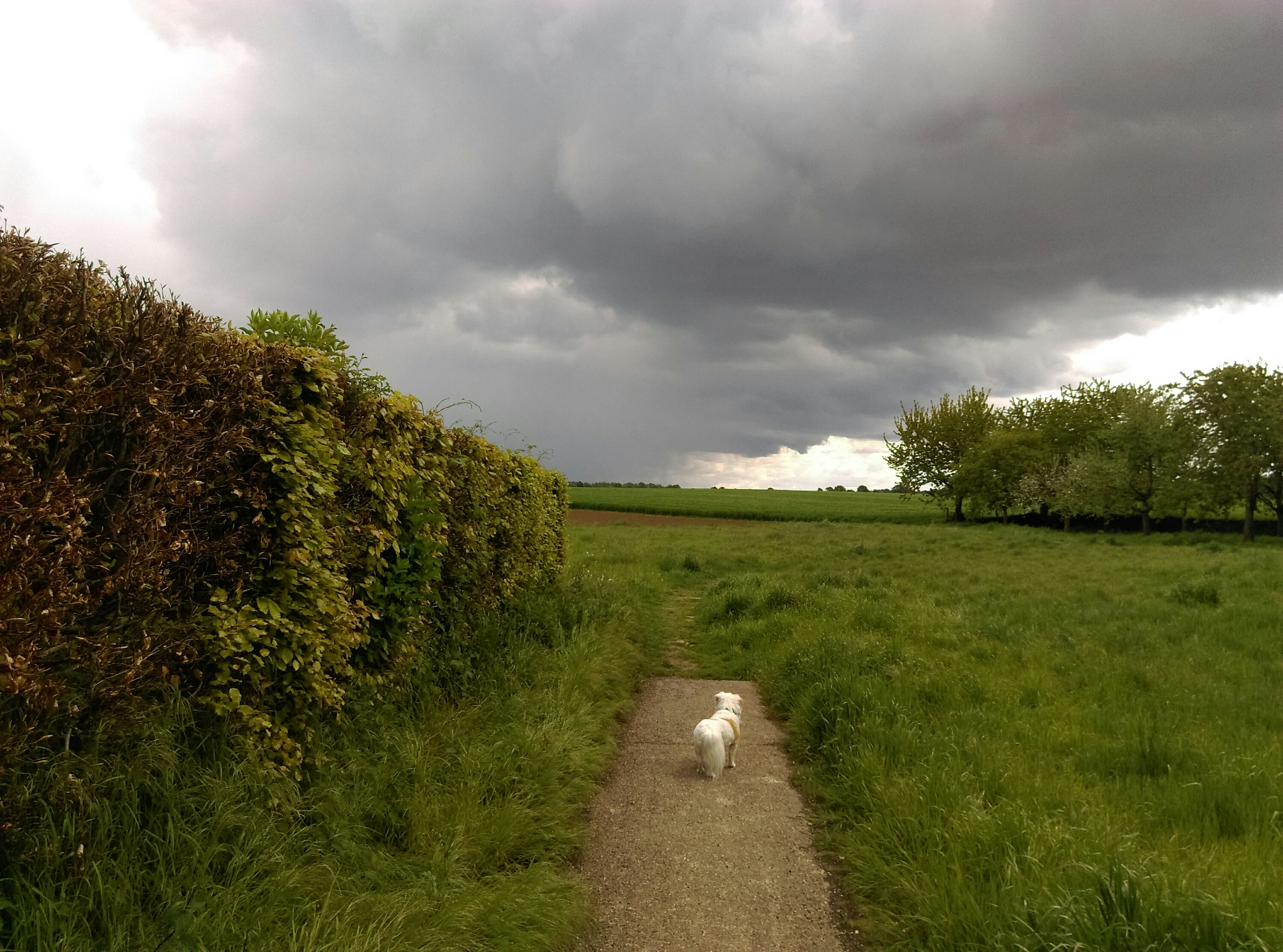 Wandelen