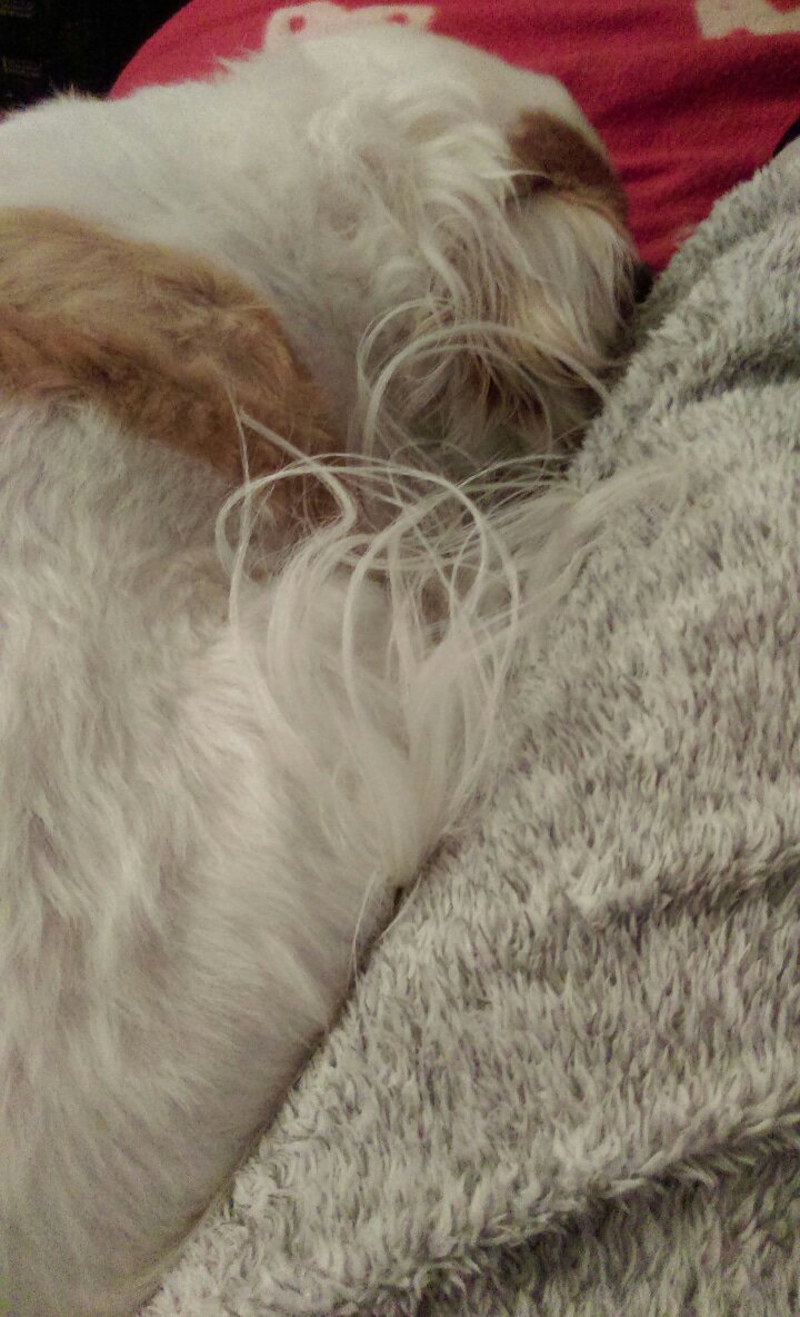 Hondje