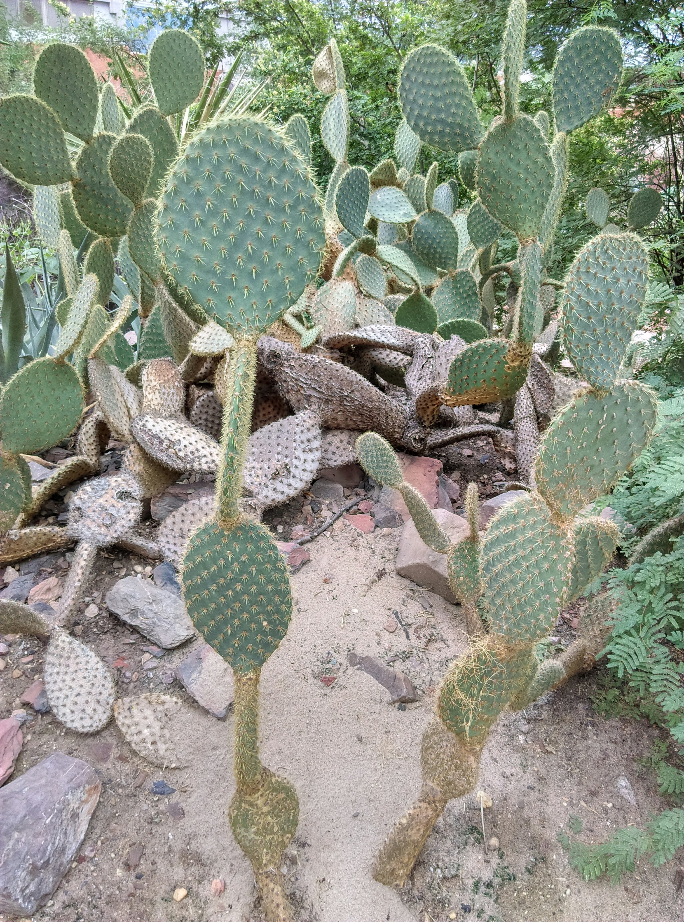 Cactussen