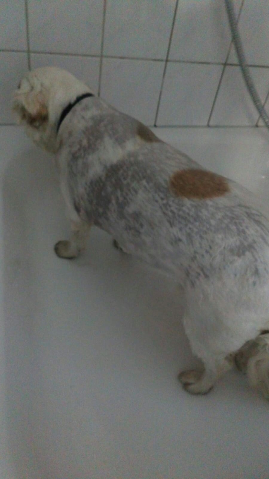 Douchen