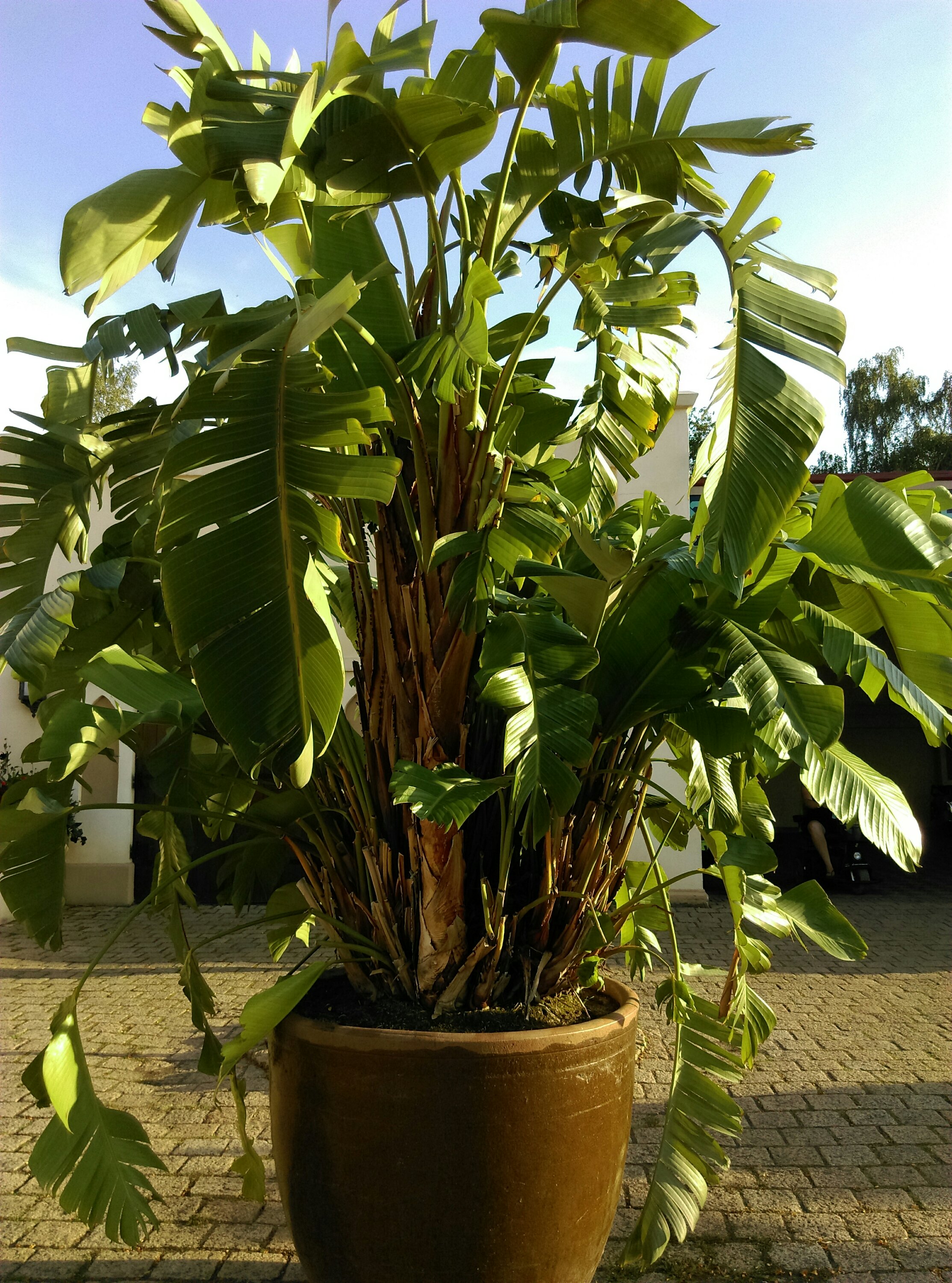 Bananenplant 