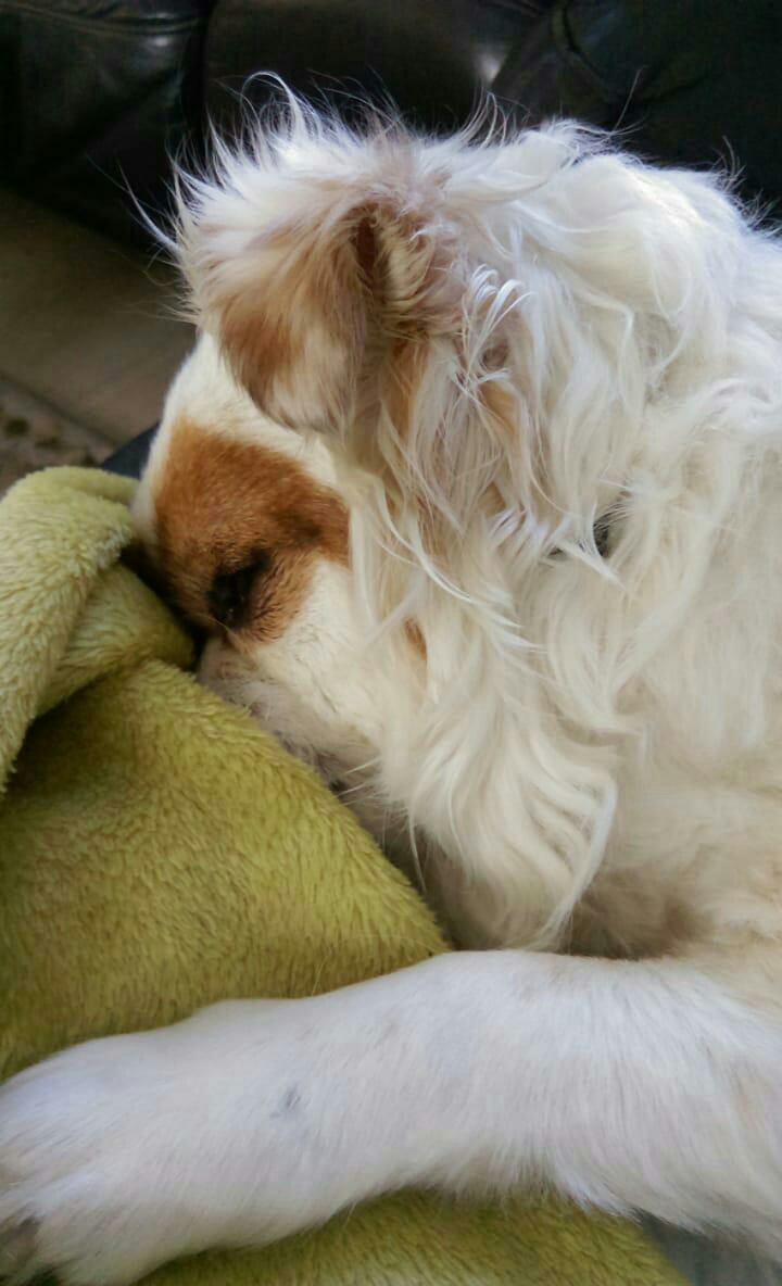 Knuffelen