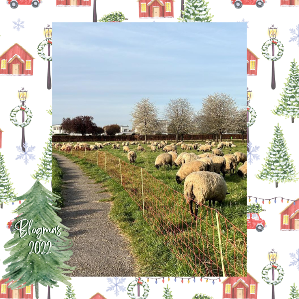 Schapen tijdens een wandeling